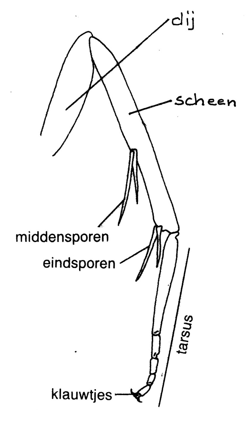 Achterpoot van een Bladroller (Tortricidae).